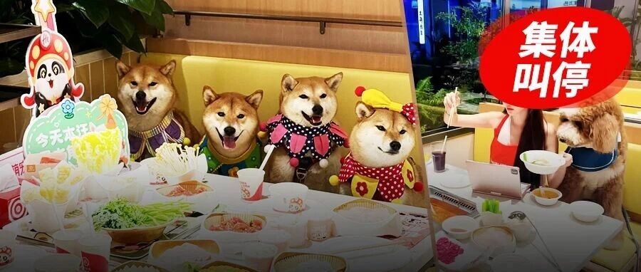 半年三起，小菜园十倍赔偿、海底捞叫停、老乡鸡道歉，连锁餐饮被一只狗掀了桌？