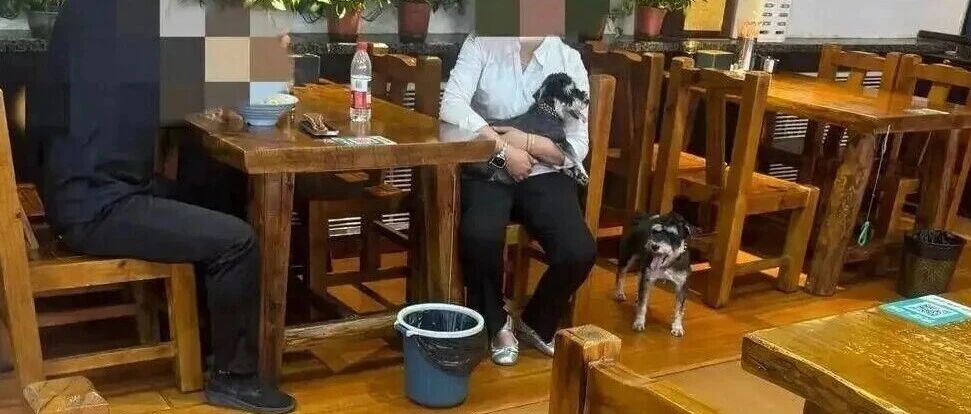 禁宠遭差评，面馆反被“网暴”：商家到底有没有权拒绝宠物进店?